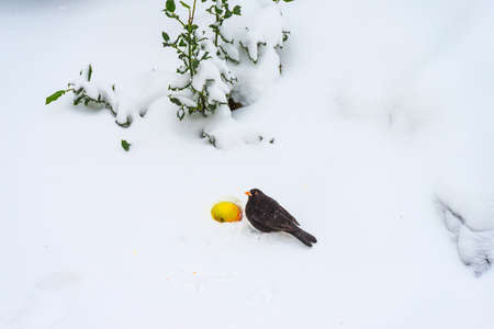 Blackbird in a snowy garden eating from an apple in the white snow in winterの写真素材