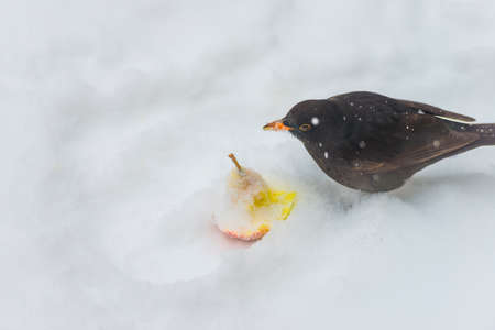Blackbird in a snowy garden eating from an apple in the white snow in winterの写真素材