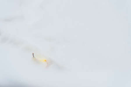 Apple in white frosty snow eaten by birds in winter, Almere, Flevoland, The Netherlands, February 9, 2021の写真素材