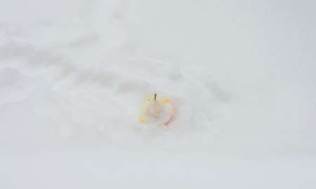 Apple in white frosty snow eaten by birds in winter, Almere, Flevoland, The Netherlands, February 9, 2021の写真素材