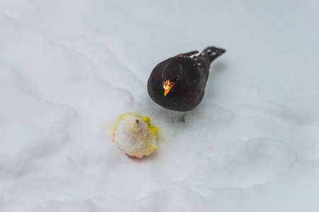 Blackbird in a snowy garden eating from an apple in the white snow in winterの写真素材