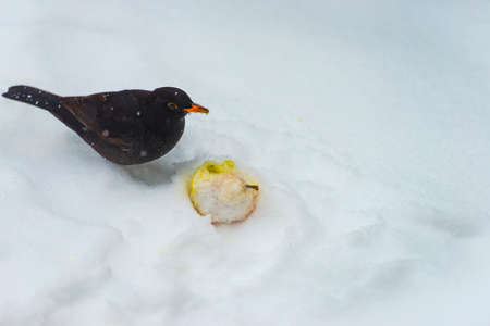 Blackbird in a snowy garden eating from an apple in the white snow in winterの写真素材