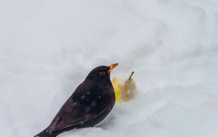 Blackbird in a snowy garden eating from an apple in the white snow in winterの写真素材