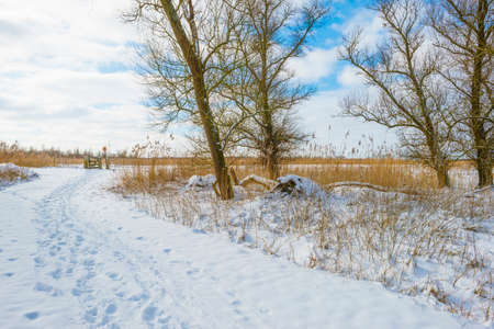 Path in a white snowy frozen wetland forest in sunlight in winterの写真素材