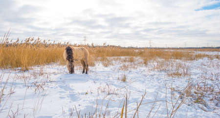 Horses in a white snowy frozen field in wetland in winterの写真素材