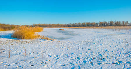 Snowy edge of a white frozen lake in wetland under a blue sunny sky at sunrise in winter, Almere, Flevoland, The Netherlands, February 11, 2020の写真素材