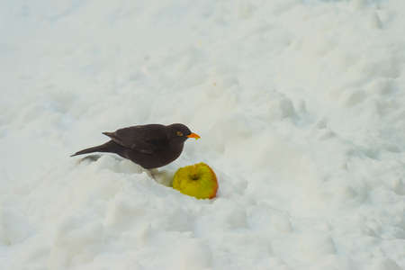 Blackbird in a snowy garden eating from an apple in the white snow in winter, Almere, Flevoland, The Netherlands, February 9, 2020の写真素材