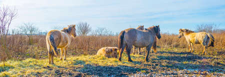 Horses along a path in a field with reed, bushes and trees in wetland under a blue cloudy sky in...