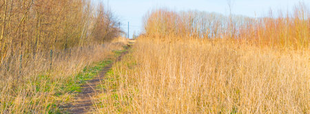Roe deer on a path in a field with reed, bushes and trees in wetland under a blue cloudy sky in...