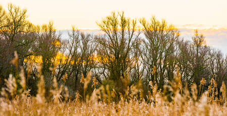 Field with trees, reed and bushes in wetland in sunlight at sunrise in winter, Almere, Flevoland,...