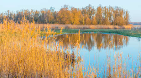 Reed along the edge of a lake in wetland in sunlight at sunrise in winter, Almere, Flevoland, The Netherlands, February 26, 2021の写真素材