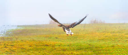 Goose flying in a misty sky over wetland in bright foggy sunlight in winter, Almere, Flevoland, The Netherlandsの写真素材
