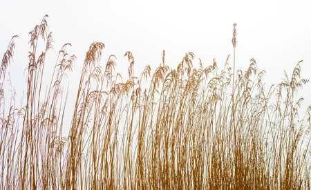 Reed along the misty edge of a lake in wetland in bright foggy sunlight in winterの写真素材
