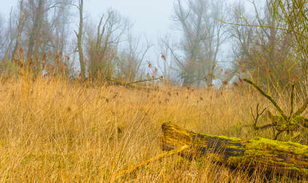 Field with trees, reed and bushes in wetland in bright foggy sunlight in winter