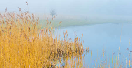 Reed along the misty edge of a lake in wetland in bright foggy sunlight in winterの写真素材