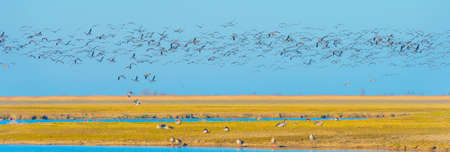 Flock of geese flying in a bright blue sky over wetland in sunlight in winter, Almere, Flevoland, The Netherlands, March 2, 2021の写真素材