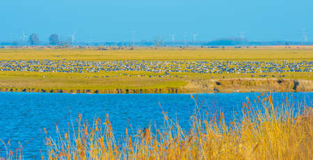 Geese, coots and ducks along the green edge of a lake in wetland in bright blue sunlight in winter, Almere, Flevoland, The Netherlands, March 2, 2021の写真素材