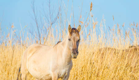 Horse in a field with reed, bushes and trees in wetland under a blue sky in sunlight in spring, Almere, Flevoland, The Netherlands, March 24, 2021の写真素材