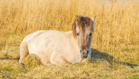 Horse in a field with reed, bushes and trees in wetland under a blue sky in sunlight in spring,...