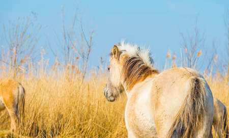 Horse in a field  reed, bushes and trees in wetland under a  sky in sunlight in spring