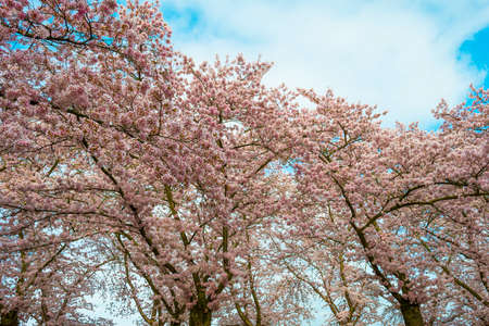 Spring is in the air with colorful cultivar cherry blossoms in trees in a residential area, Almere,...