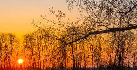 Trees and reed in bright orange yellow sunlight at sunrise in spring, Almere, Flevoland, The Netherlands, April 17, 2021の写真素材