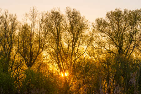 Trees and reed in bright orange yellow sunlight at sunrise in spring, Almere, Flevoland, The Netherlands, April 17, 2021の写真素材
