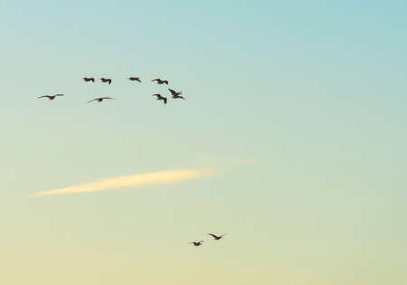 Flock of geese flying in a bright blue yellow sky in sunlight at sunrise in spring, Almere, Flevoland, The Netherlands, April 17, 2021の写真素材