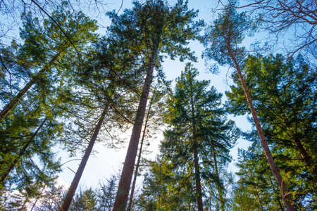 Sunlit pines in a colorful forest in bright sunlight in springtime, Baarn, Lage Vuursche, Utrecht, The Netherlands, April 17, 2021の写真素材