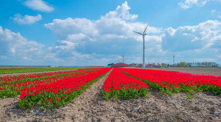 Colorful tulips in an agricultural field in sunlight below a blue cloudy sky in spring, Almere,...