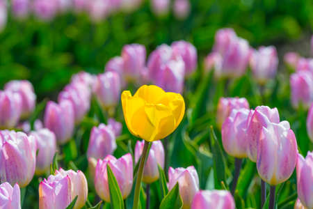 Colorful tulips in an agricultural field in sunlight in spring, Almere, Flevoland, The Netherlands, April 24, 2021の写真素材