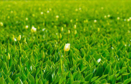 Colorful tulips in an agricultural field in sunlight in spring, Almere, Flevoland, The Netherlands, April 24, 2021の写真素材