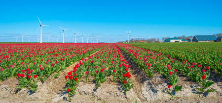 Colorful tulips and wind turbines in an agricultural field in blue sunlight in spring, Noordoostpolder, Flevoland, The Netherlands, April 26, 2021の写真素材
