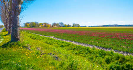 Colorful tulips in an agricultural field in blue sunlight in spring, Noordoostpolder, Flevoland, The...