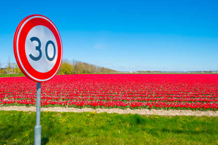 Colorful tulips in an agricultural field in blue sunlight in spring, Noordoostpolder, Flevoland, The...