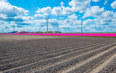 Colorful tulips along a plowed field with furrows in sunlight below a blue white cloudy sky in spring, Almere, Flevoland, The Netherlands, May 7, 2021の写真素材
