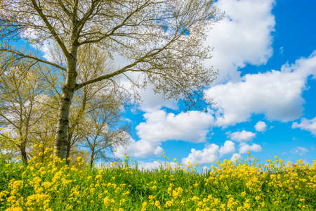 Yellow wild flowers blooming in green grass along trees in sunlight below a blue white cloudy sky in...