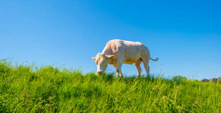 Cows in a green hilly meadow under a blue sky in sunlight in springtime, Voeren, Limburg, Belgium,...