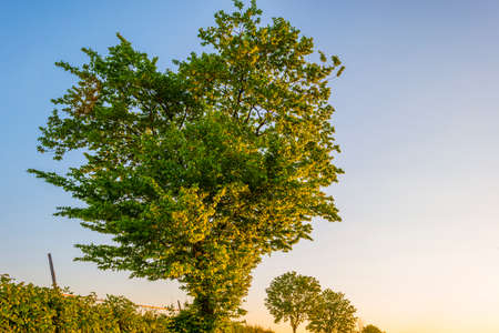 Fields and trees in a green hilly grassy landscape under a blue sky in sunlight in springtime,...