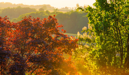 Sundown over fields and trees in a green hilly grassy landscape under a colorful sky in sunlight in springtime, Voeren, Limburg, Belgium, June, 2021の写真素材