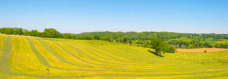Fields and trees in a green hilly grassy landscape under a blue sky in sunlight in springtime, Voeren, Limburg, Belgium, June, 2021の写真素材