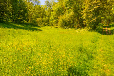 Fields and trees in a green hilly grassy landscape under a blue sky in sunlight in springtime, Voeren, Limburg, Belgium, June, 2021の写真素材