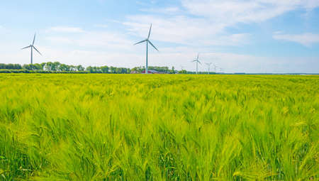 Wheat in an agricultural field waving in the wind in an agricultural field in bright sunlight below a blue sky in springtime, Almere, Flevoland, Netherlands, June 10, 2021の写真素材