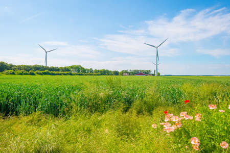 Wheat in an agricultural field waving in the wind in an agricultural field in bright sunlight below...