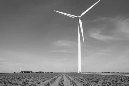 Vegetables in an agricultural field in bright sunlight below a blue sky in springtime, Almere, Flevoland, Netherlands, June 10, 2021の写真素材