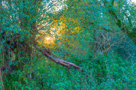 Foliage of a forest in wetland in autumn leaf colors in bright sunlight at sunrise in autumn, Almere, Flevoland, The Netherlandsの写真素材