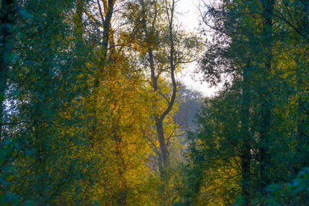 Foliage of a forest in wetland in autumn leaf colors in bright sunlight at sunrise in autumn,...