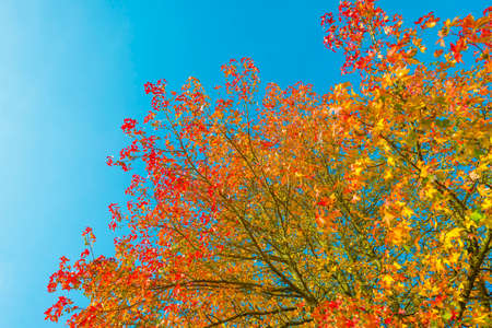 Foliage of a forest in wetland in autumn leaf colors in bright sunlight at sunrise in autumn,...