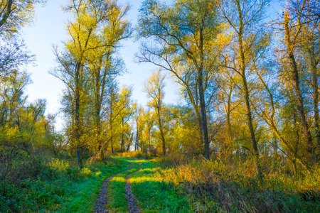 Foliage of a forest in wetland in autumn leaf colors in bright sunlight at sunrise in autumn,...