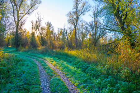 Foliage of a forest in wetland in autumn leaf colors in bright sunlight at sunrise in autumn,...